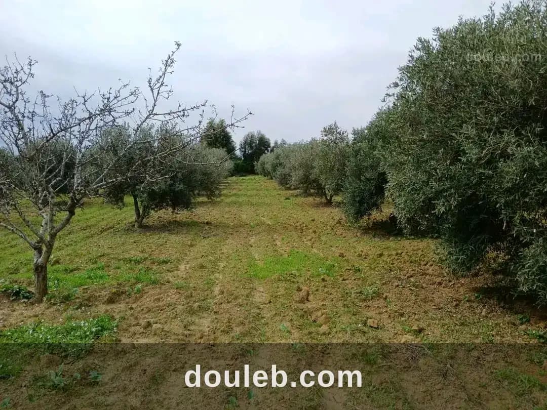 Ferme d oliviers à 5 km du centre de zaghouan à Zaghouan