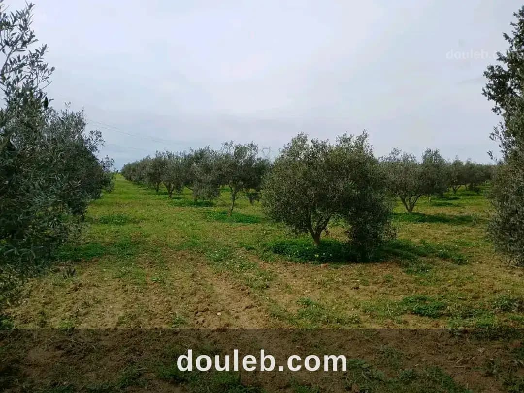Ferme d oliviers à 5 km du centre de zaghouan - Miniature 4