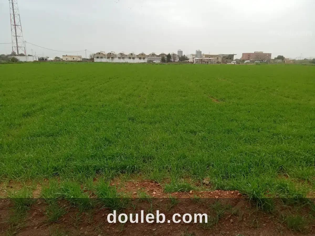 Terrain agricole a 3 km de kelibia - Miniature 3