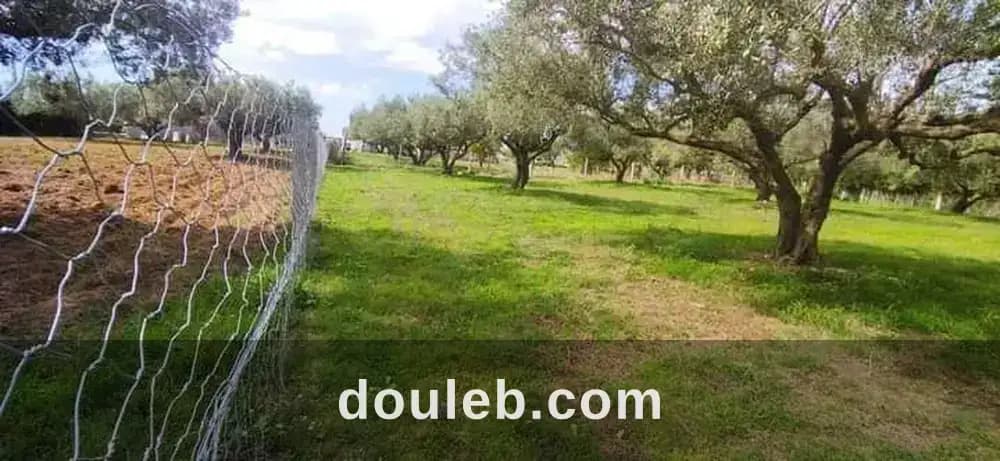 Terrain à el garia avec 12 arbre d'olive - Photo 1