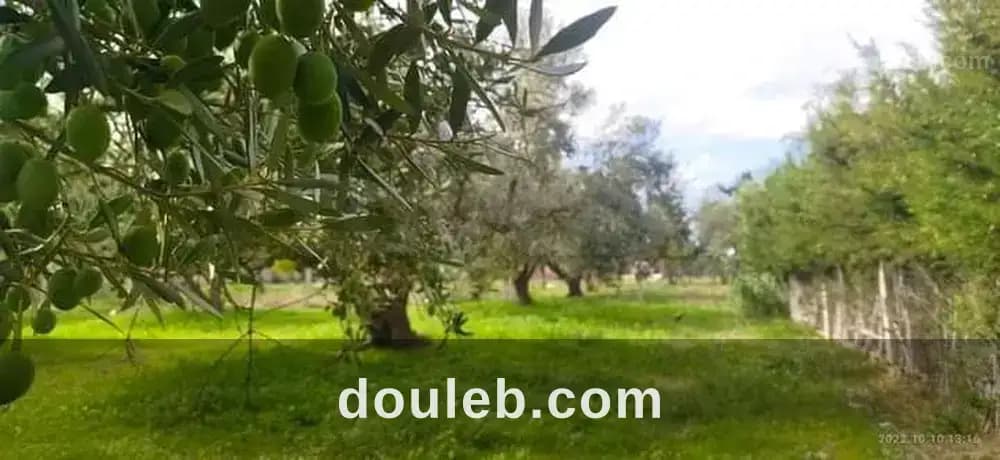 Terrain à el garia avec 12 arbre d'olive - Miniature 2