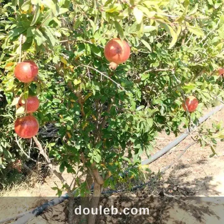 Terrain agricole contenant des arbres - Photo 1