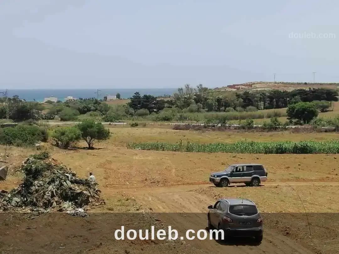 Hawaria chat 9ebli à Nabeul