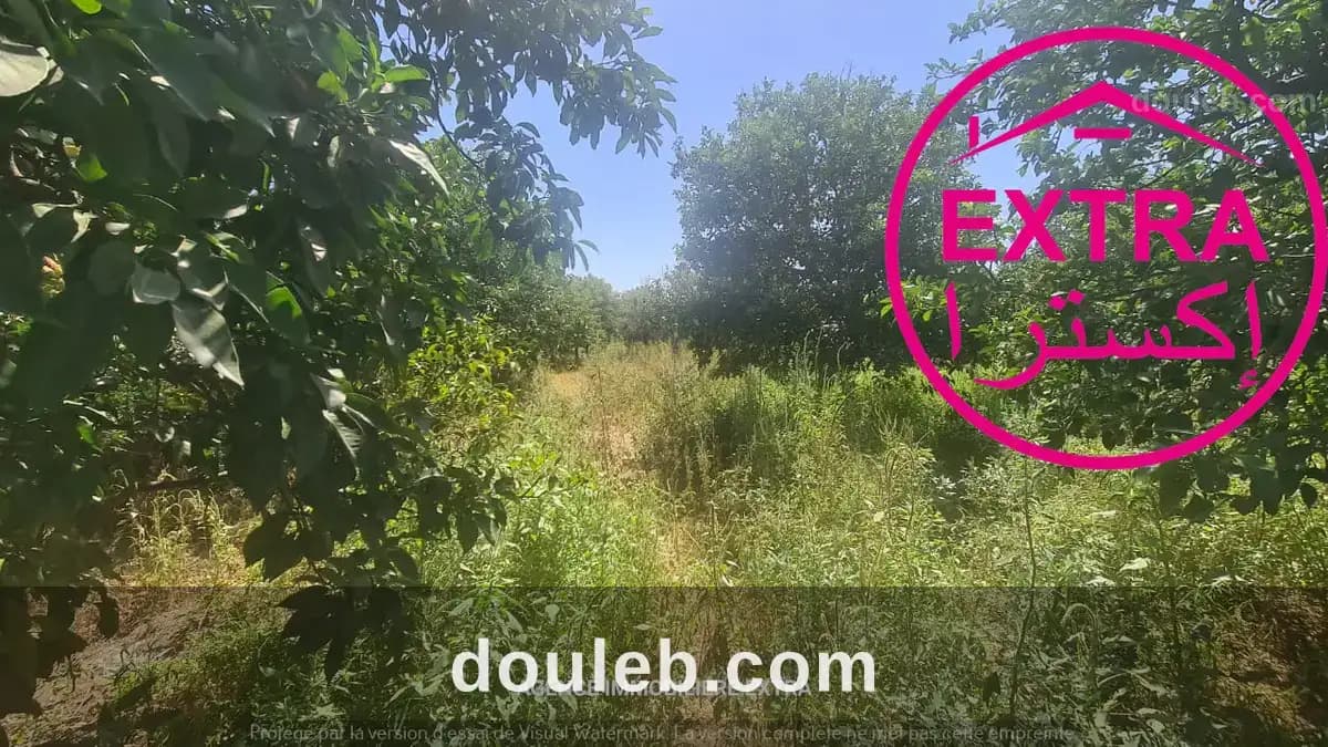 Campagne à nabeul à Nabeul