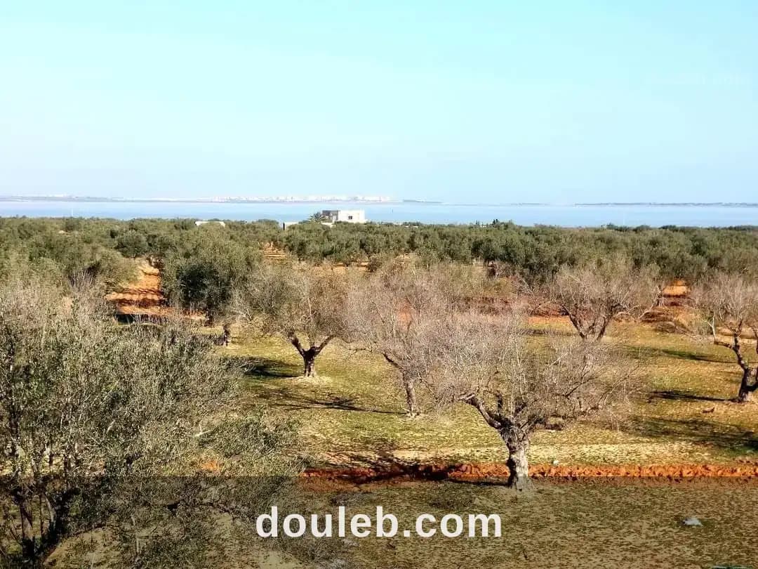 Terrain de 291m2 à chatt mariem sousse - Miniature 2