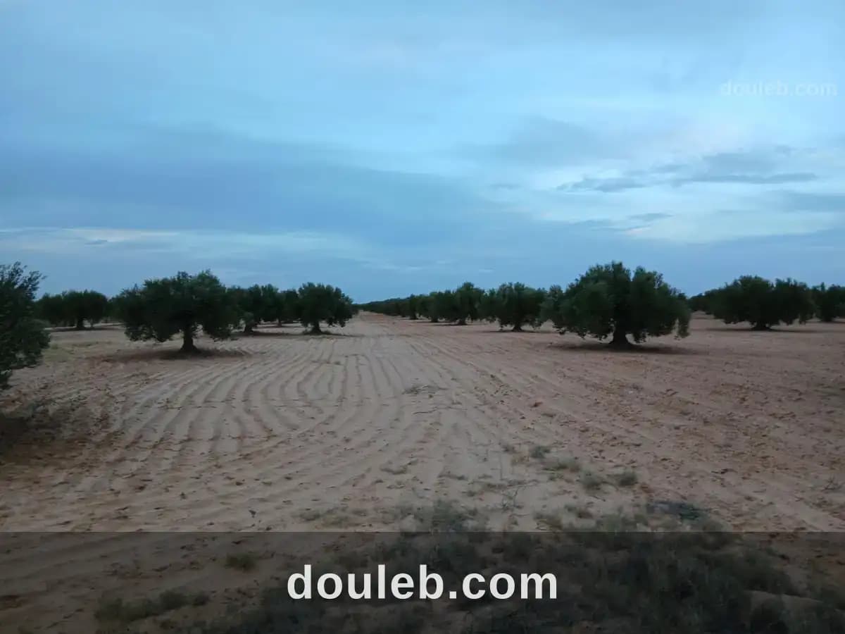 Terrain agricole à sfax - Miniature 4