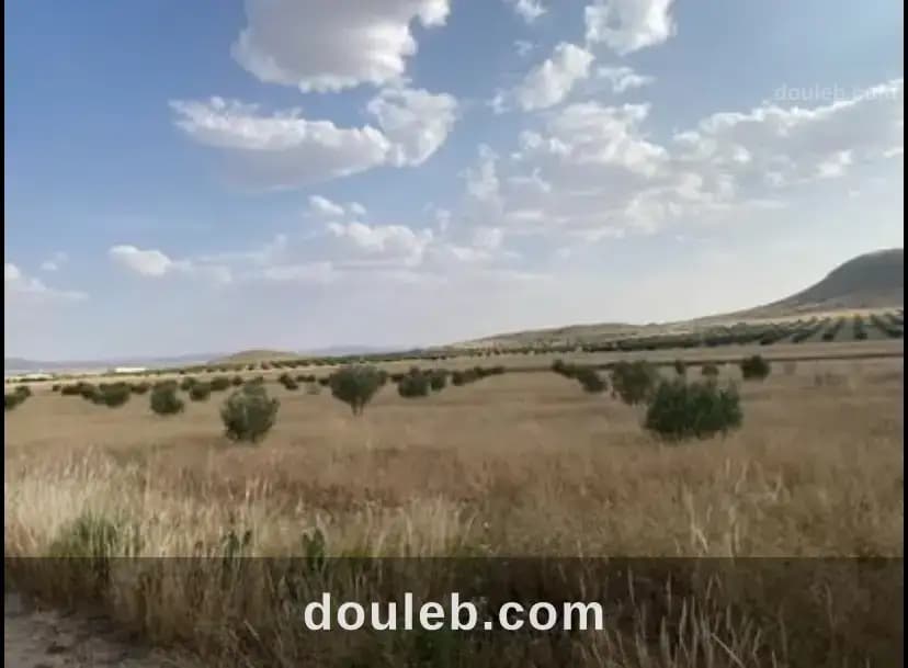 Terrain agricole de 7 hectares thala jarda - Miniature 2
