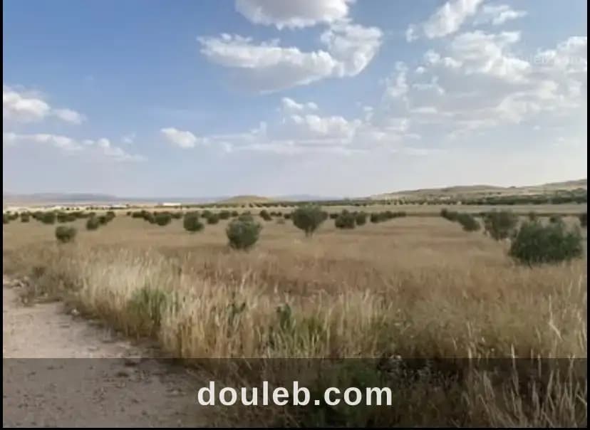 Terrain agricole de 7 hectares thala jarda - Miniature 3