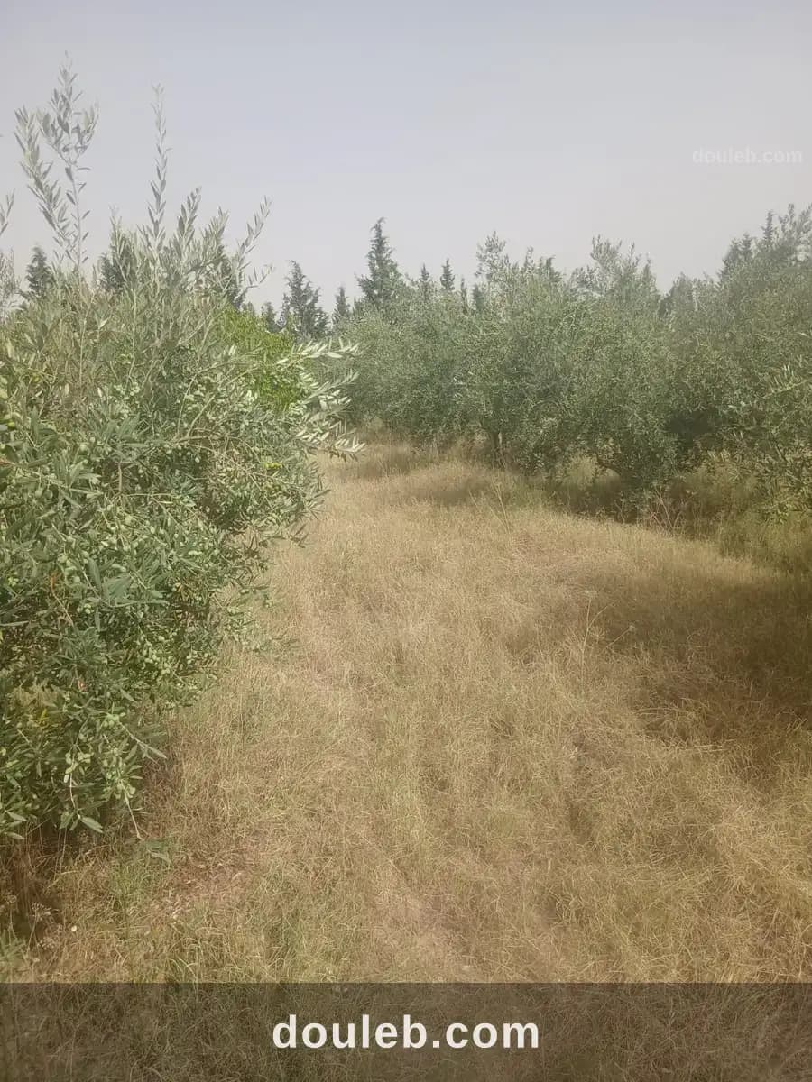40 hectares sakui el kef à Le Kef