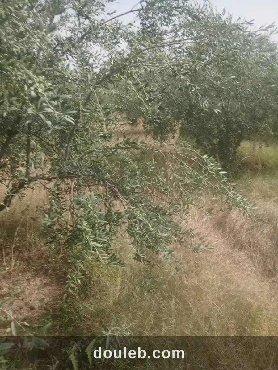 40 hectares sakui el kef - Miniature 2