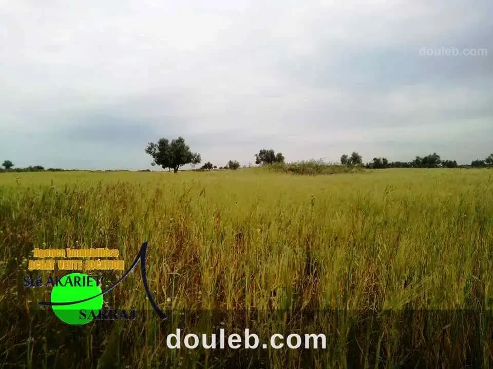Deux terrains à swayeh sidi bouali à 200m de gp - Miniature 4