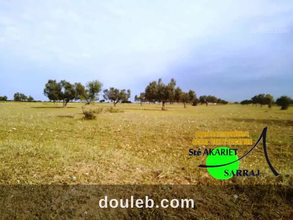 Deux terrains à swayeh sidi bouali à 200m de gp - Miniature 5