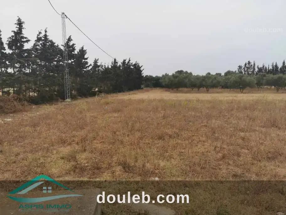 Vt623 terrain 5000 m2 à kelibia à Nabeul
