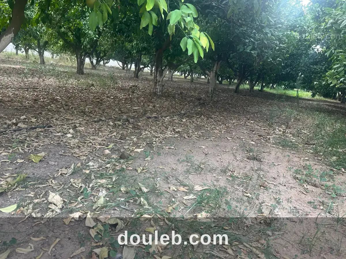 Villa 3 niveaux avec jardin à Tunis