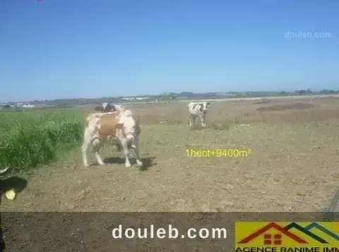 Terrain agricole de 1h et 9400m2 a el haouaria à Nabeul