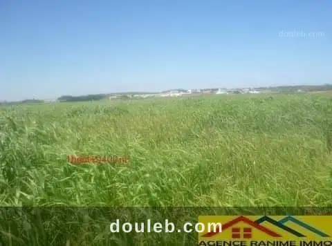 Terrain agricole de 1h et 9400m2 a el haouaria - Miniature 2