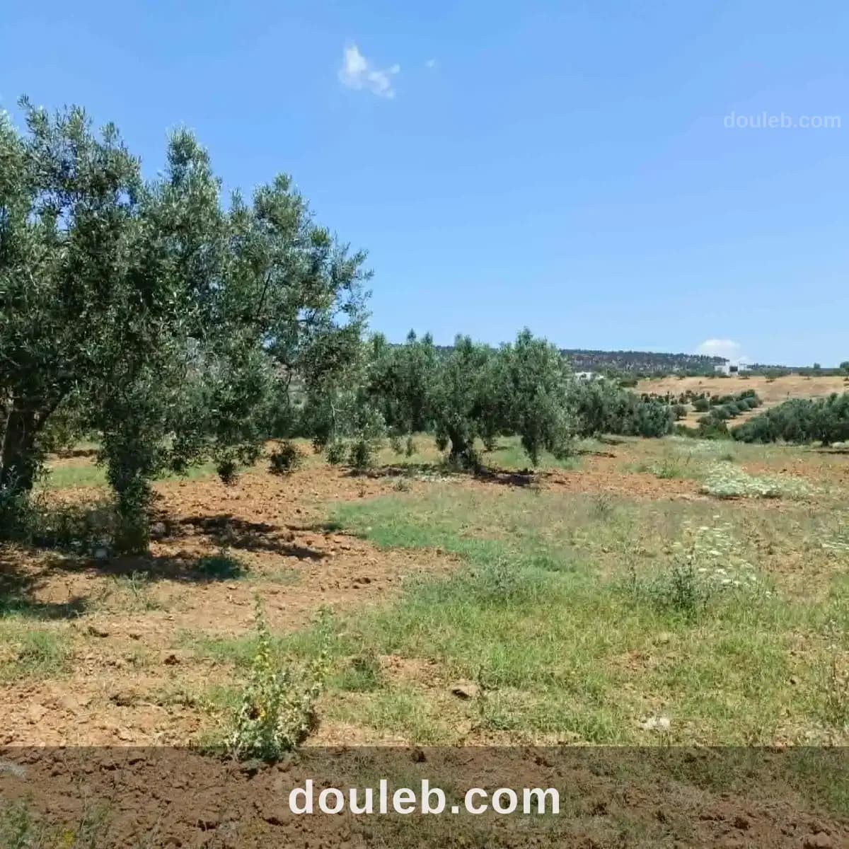 Av terrain de 4500m avec oliviers à hammamet à Nabeul