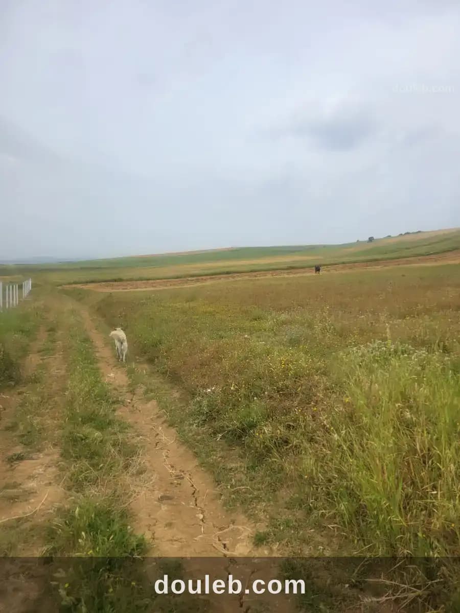 Terrain agricole à bachateur à Bizerte