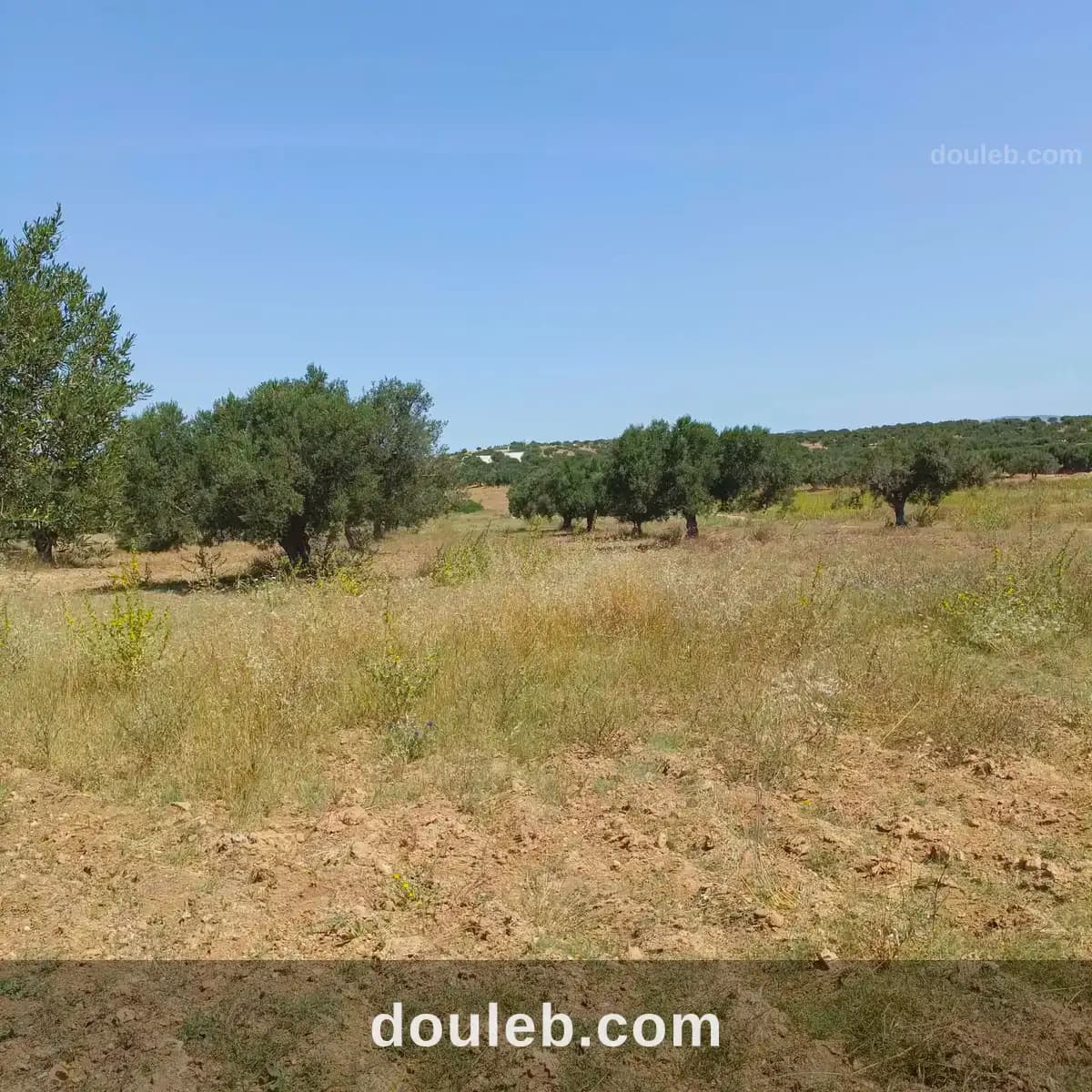Av terrain 500m à 48md à hammamet sud à Nabeul