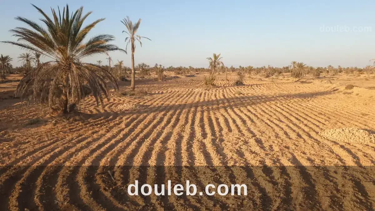 Mellita djerba terrain 4000 metre carré à Médenine