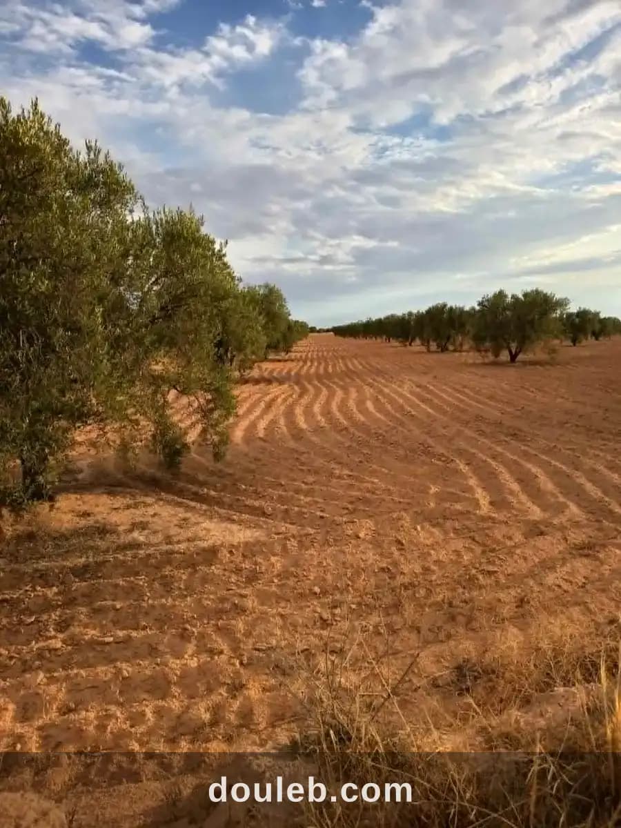 9 hectares a ahj guessem à Sfax