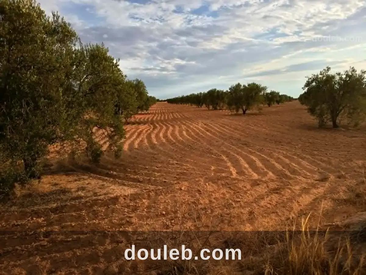 9 hectares a ahj guessem - Miniature 4
