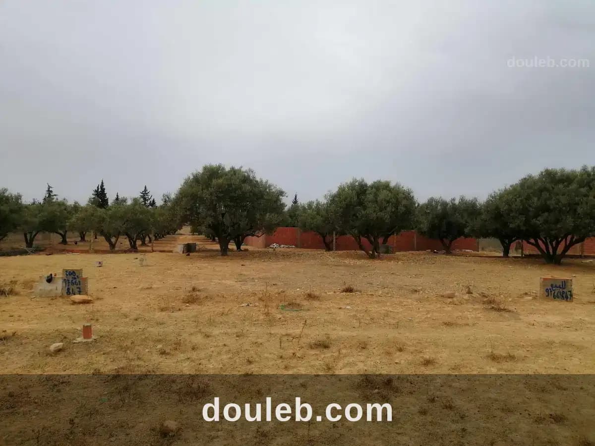 Terrain a oued ellil - Miniature 4