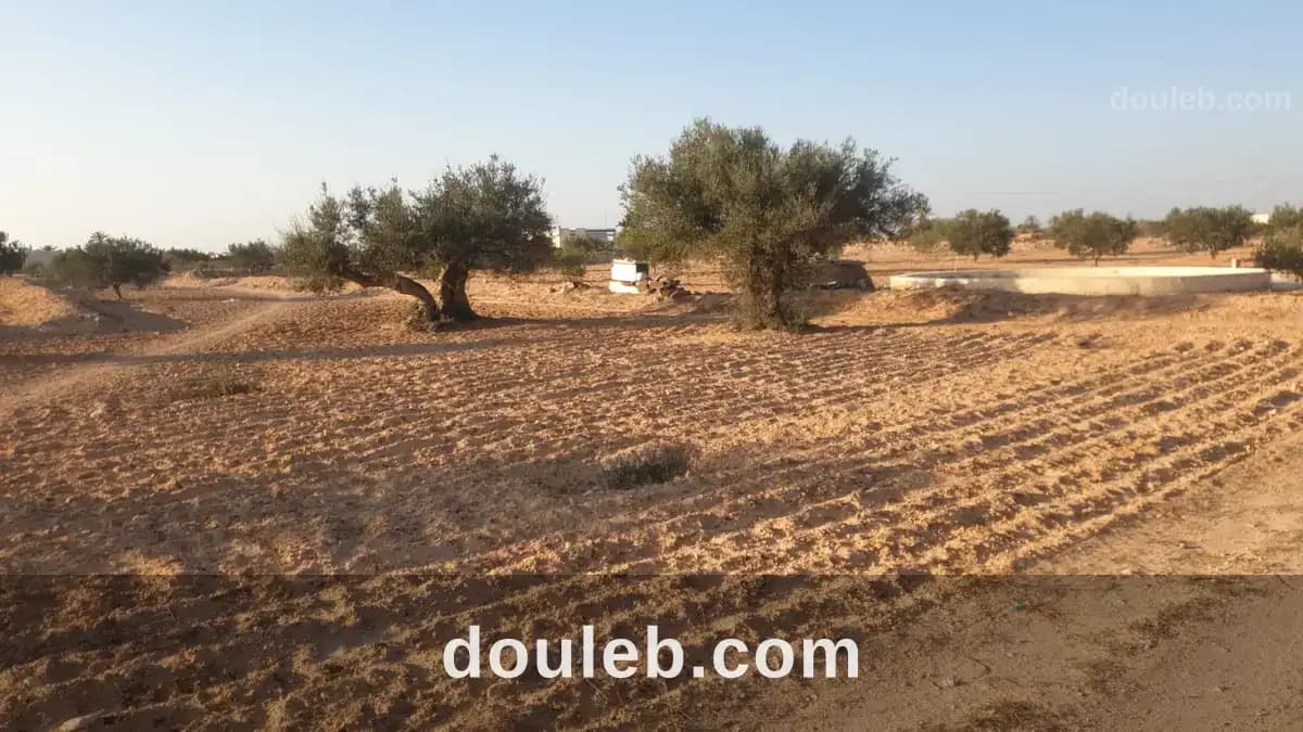 Terrain 1800 metre carré à djerba bousmaiel à Médenine