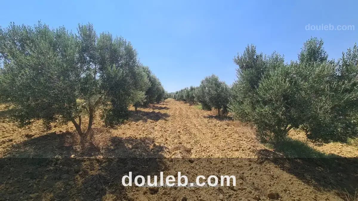 Comapagne a boushem nabeul à Nabeul