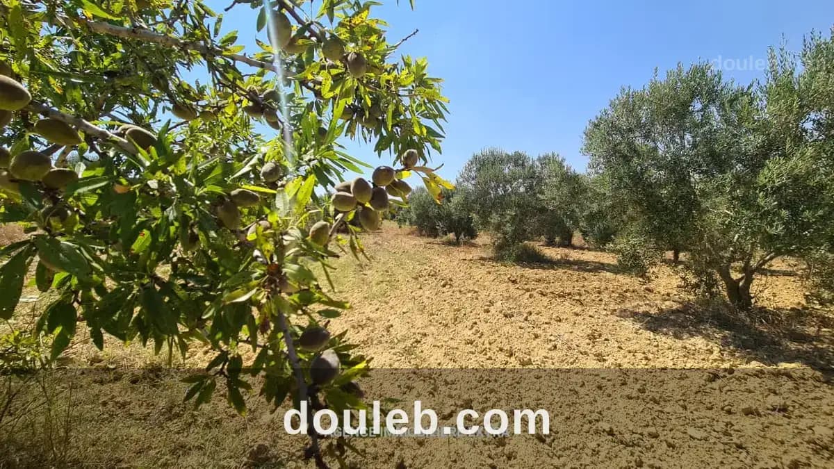 Comapagne a boushem nabeul - Miniature 2