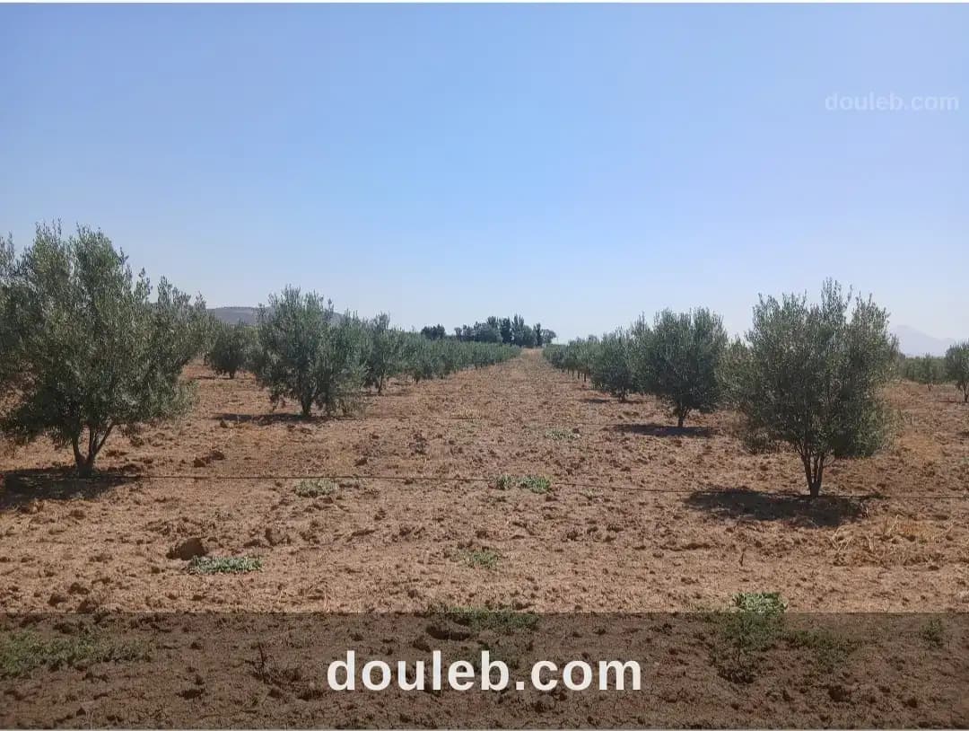 Ferme agricole de 10 hectares avec 1 500 oliviers - Miniature 2