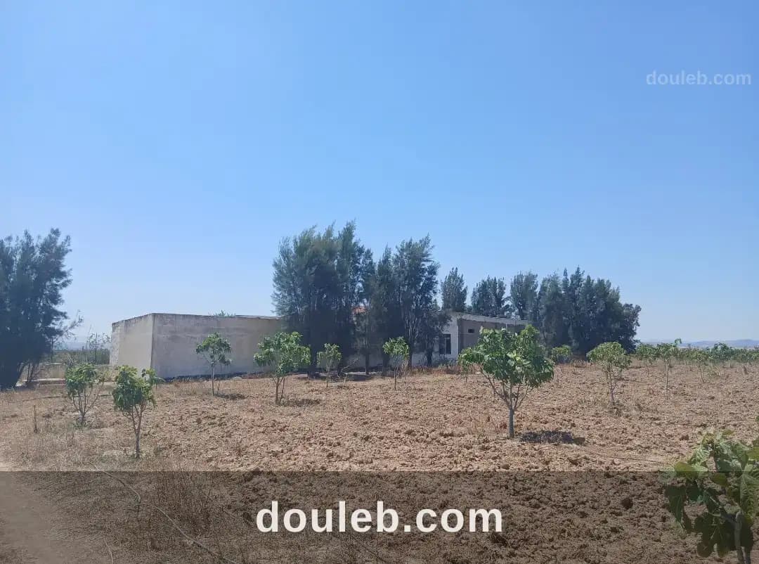Ferme agricole de 10 hectares avec 1 500 oliviers - Miniature 5