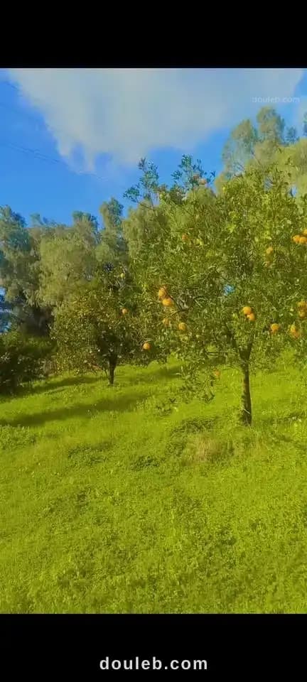 Une magnifique orangeraie - Photo 1