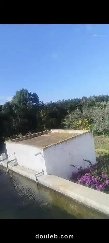 Une magnifique orangeraie - Miniature 2