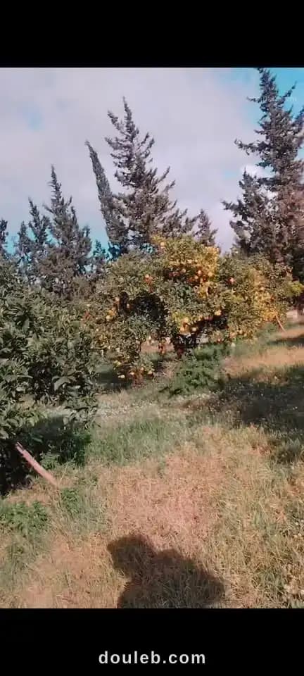 Une magnifique orangeraie - Miniature 4