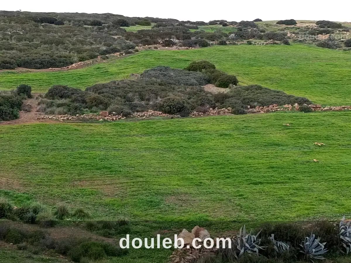 Av 10 hectares nu à hammamet 99958728 à Nabeul
