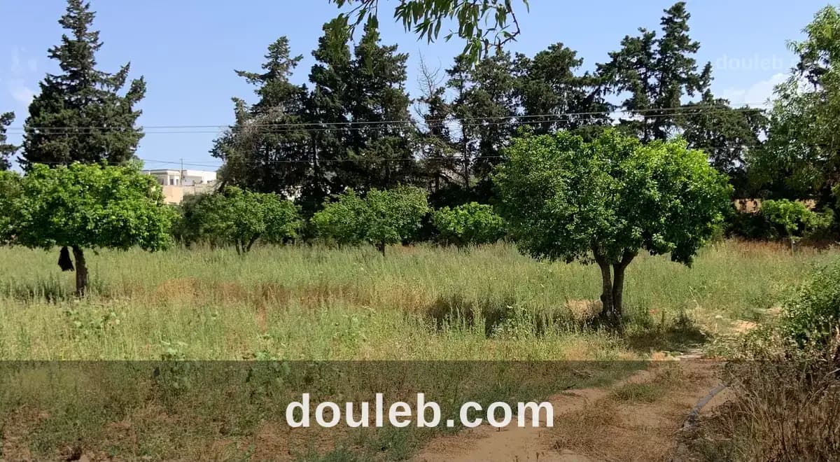 Terrain agricole 3 hectares avec puits et bassin à Nabeul