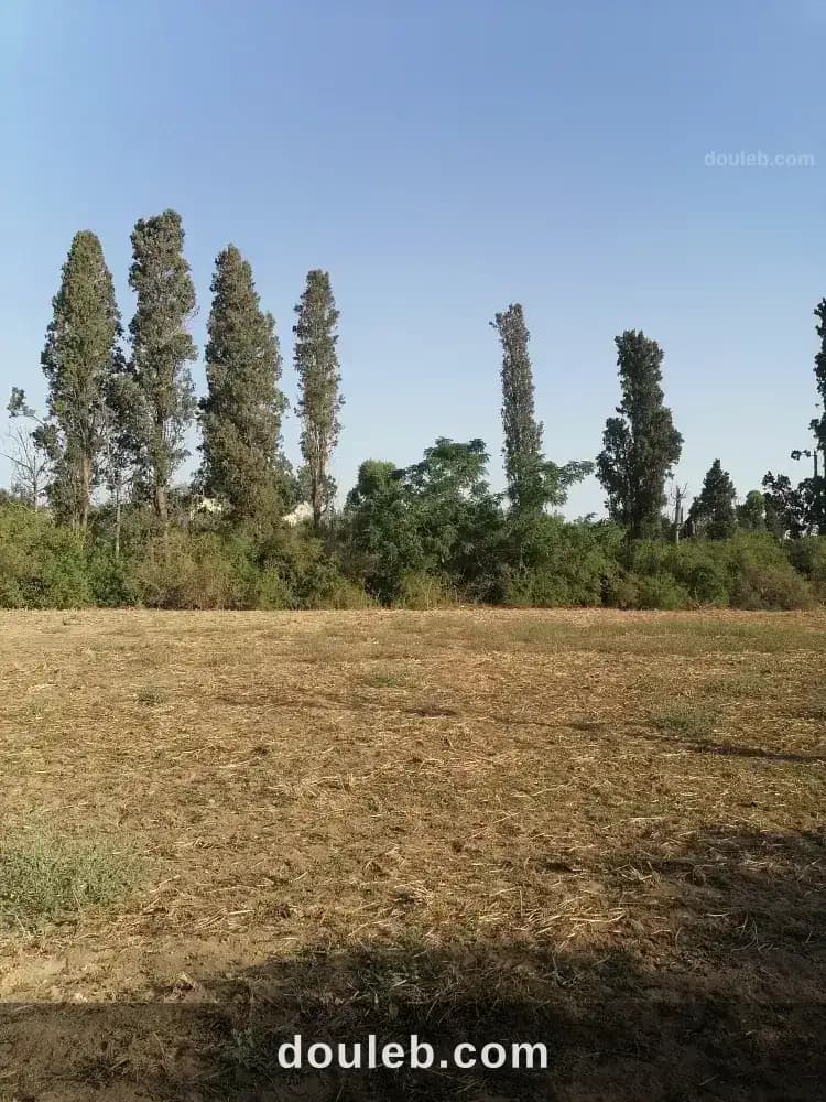 Terrain rasjbal à Bizerte