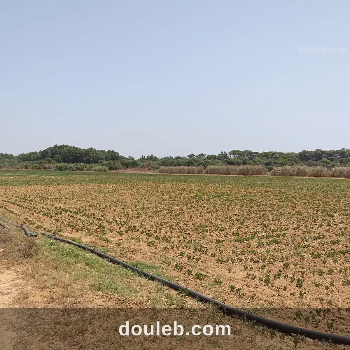 Terrain agricole a azmour à Nabeul