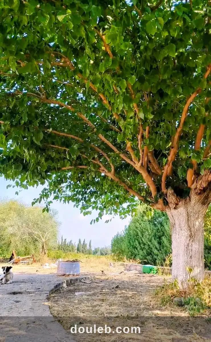 Ferme à bouzelfa - Miniature 4