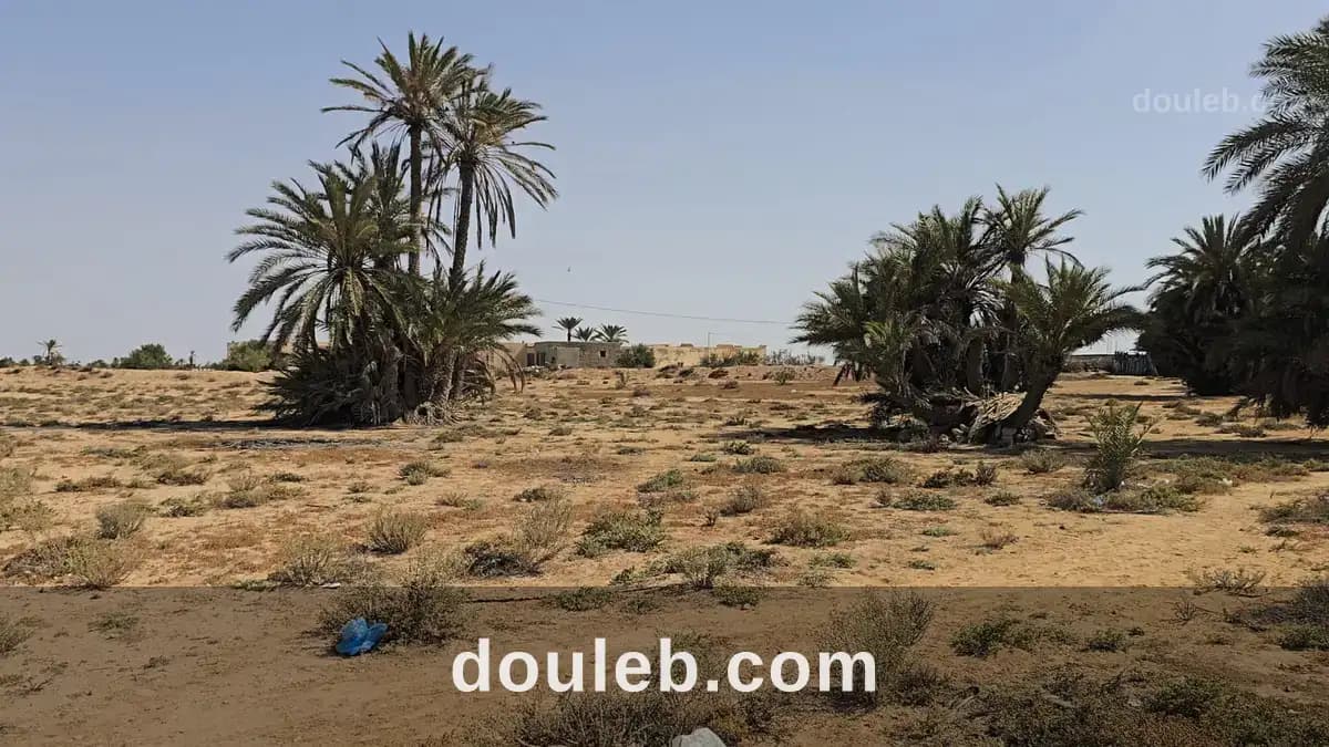 Grand terrain de à chikh yahia djerba - Miniature 2
