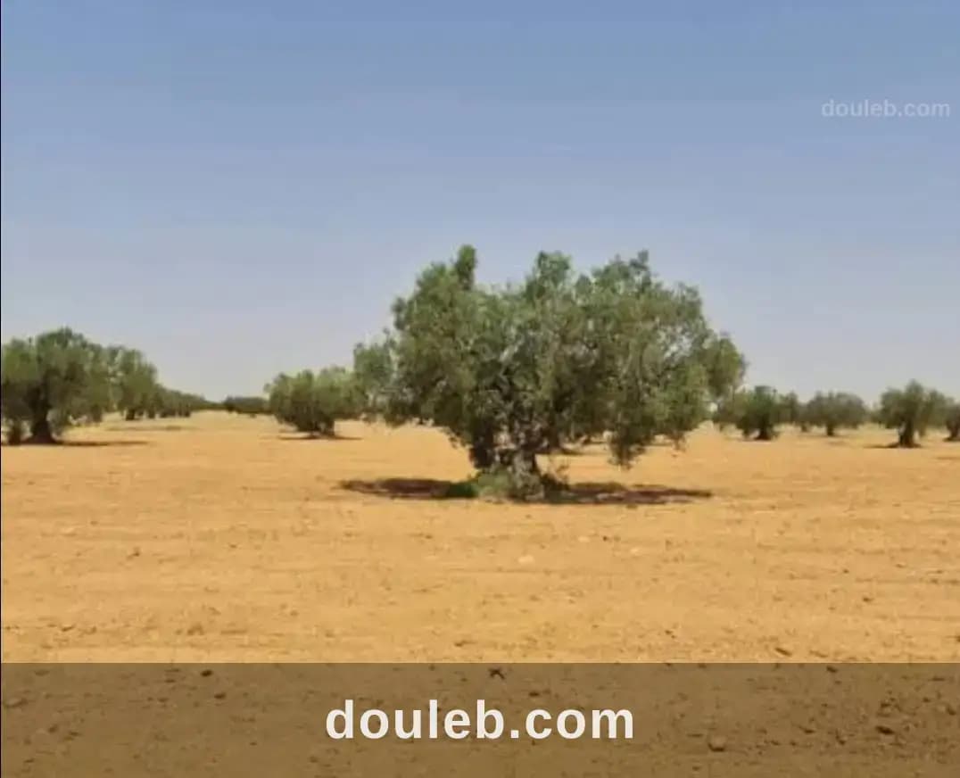 Terrain à mahras à Sfax