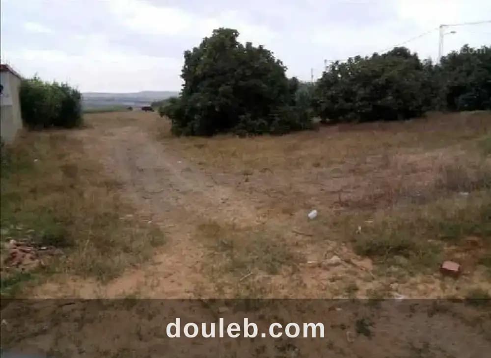 Terrain 1184 m2 sur route haouaria - Miniature 4