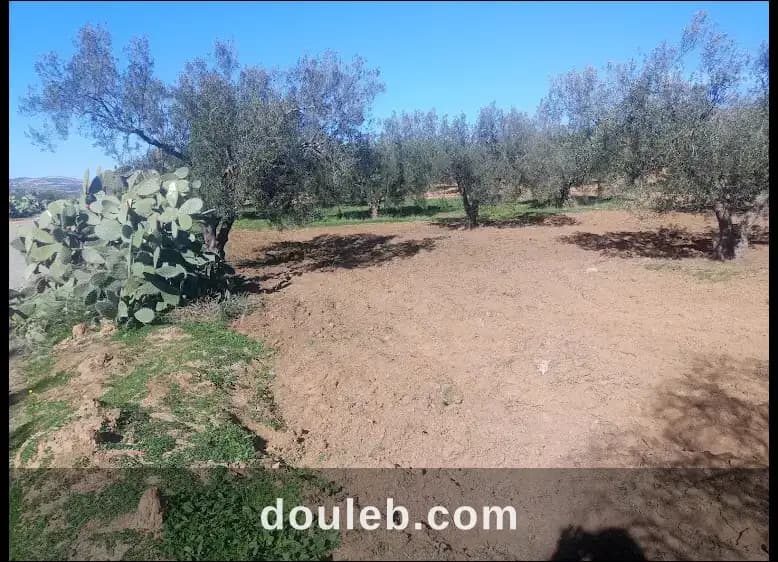 Terrain agricole zaghouan - Miniature 2