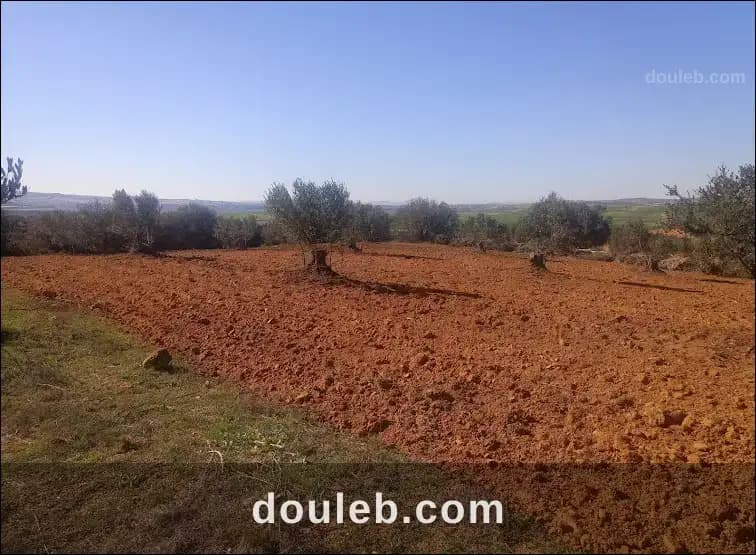 Terrain agricole zaghouan - Miniature 3