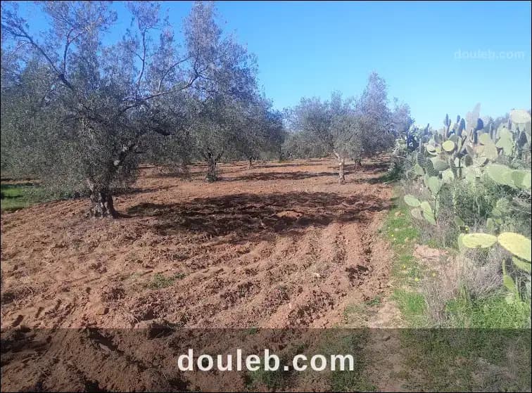 Terrain agricole zaghouan - Miniature 4