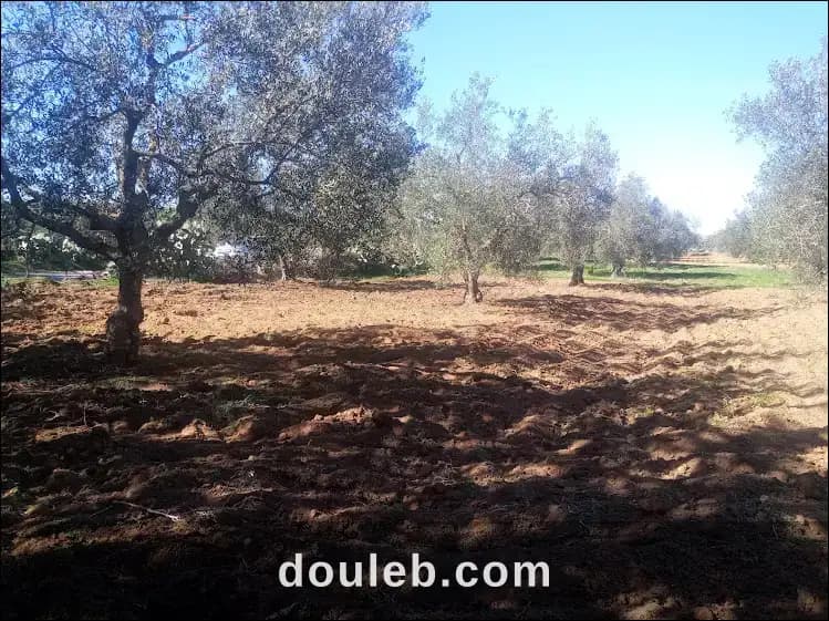 Terrain agricole zaghouan - Miniature 5
