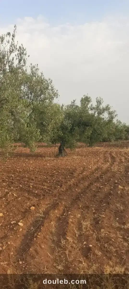 Petite sania à Sousse