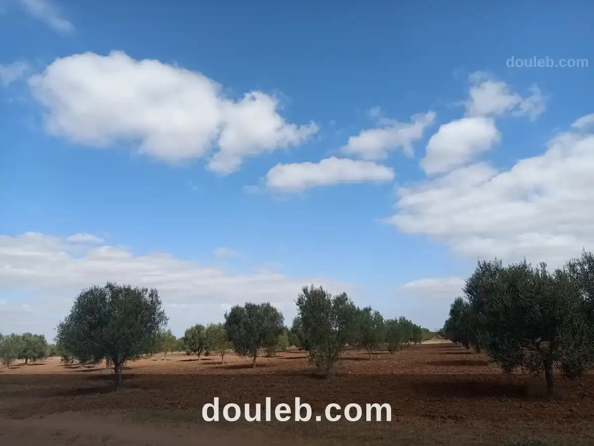 Terrain à borgine à Sousse