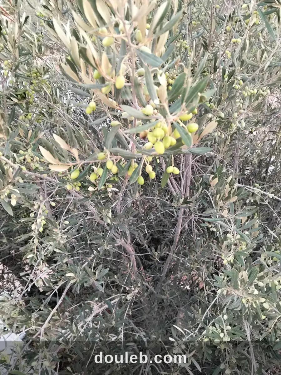 Ceuillette des olives à Tunis